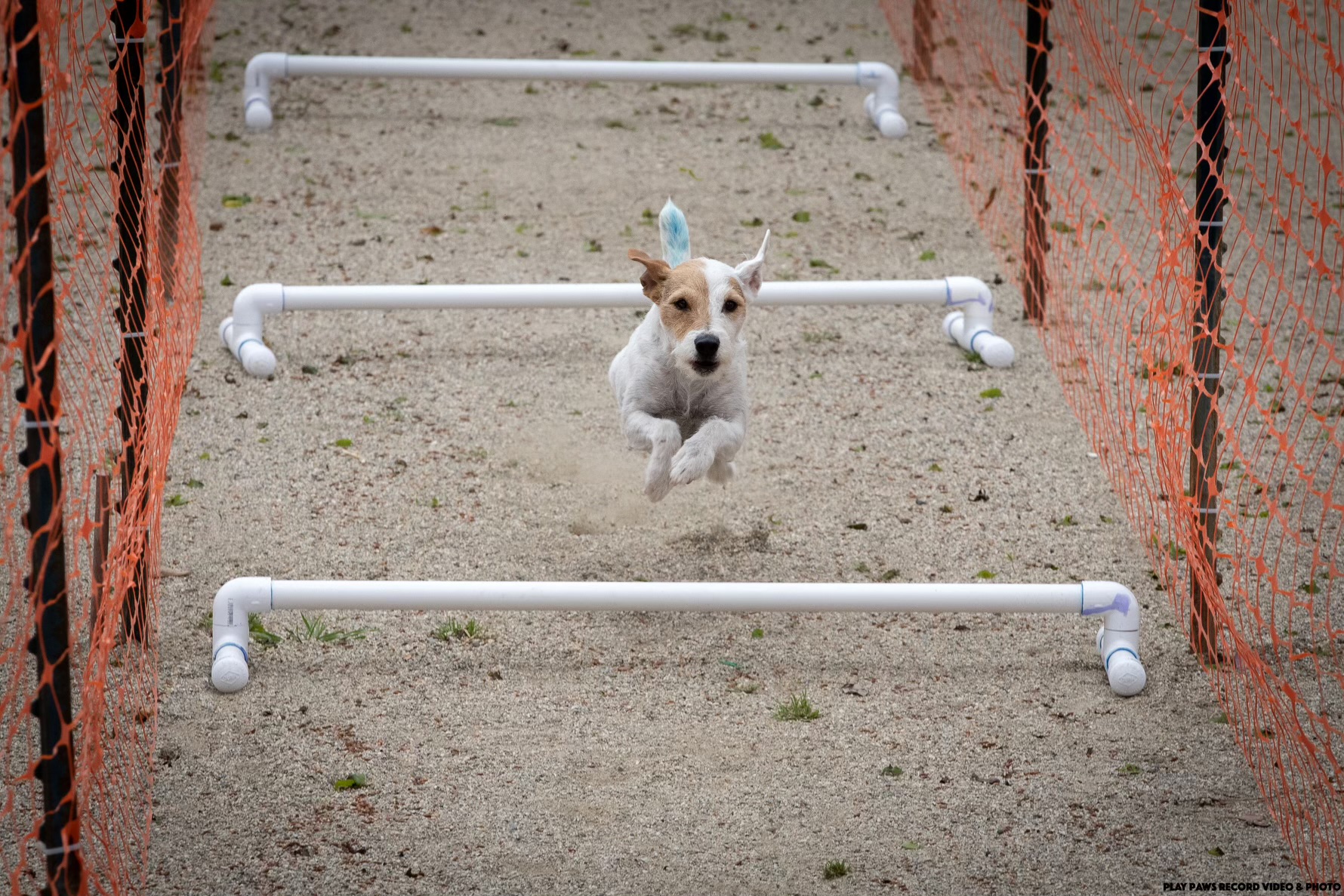 Jingles National Barn Hunt Hurdles Champion 2023