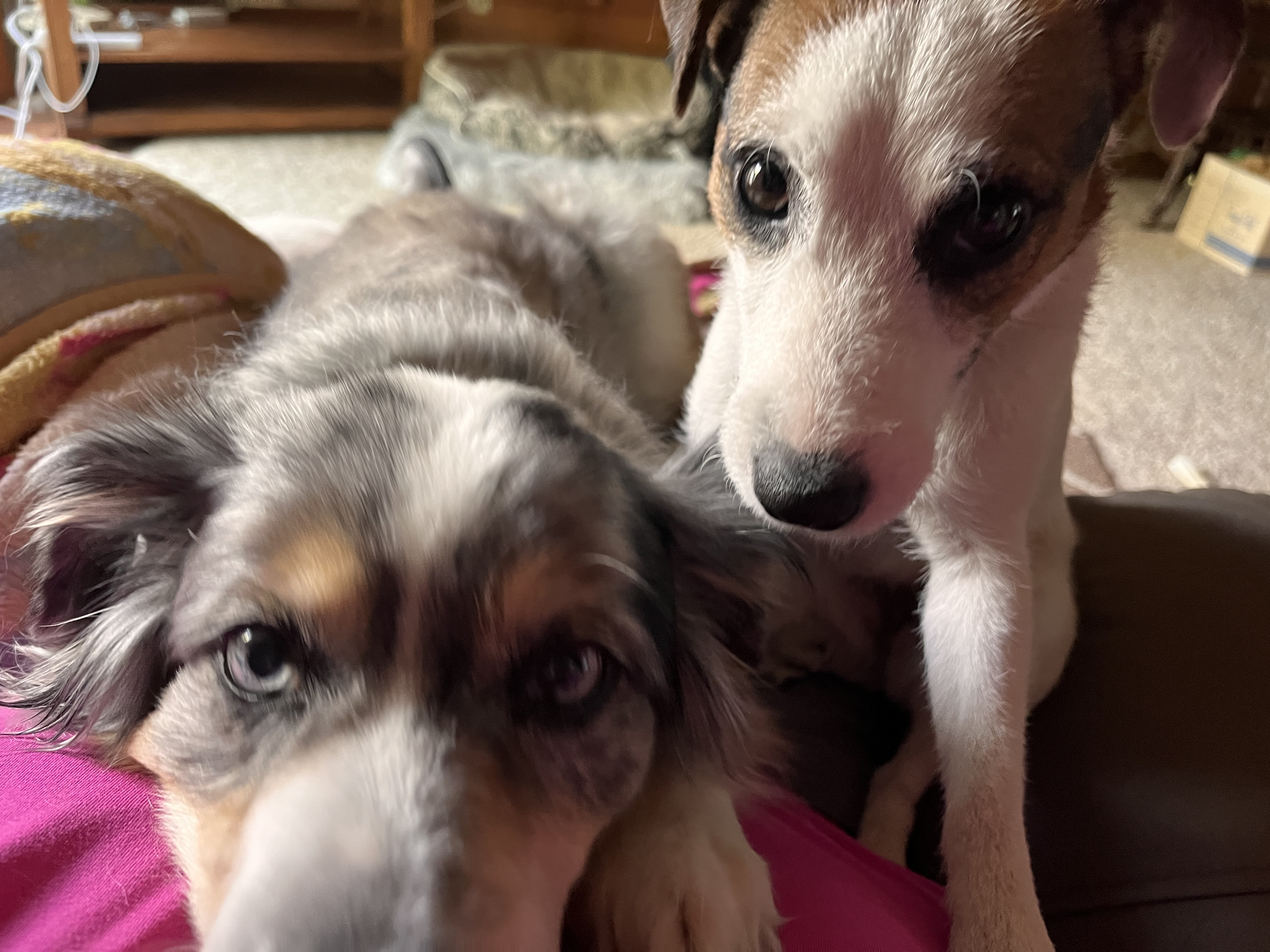 Piper and her sister Laguna