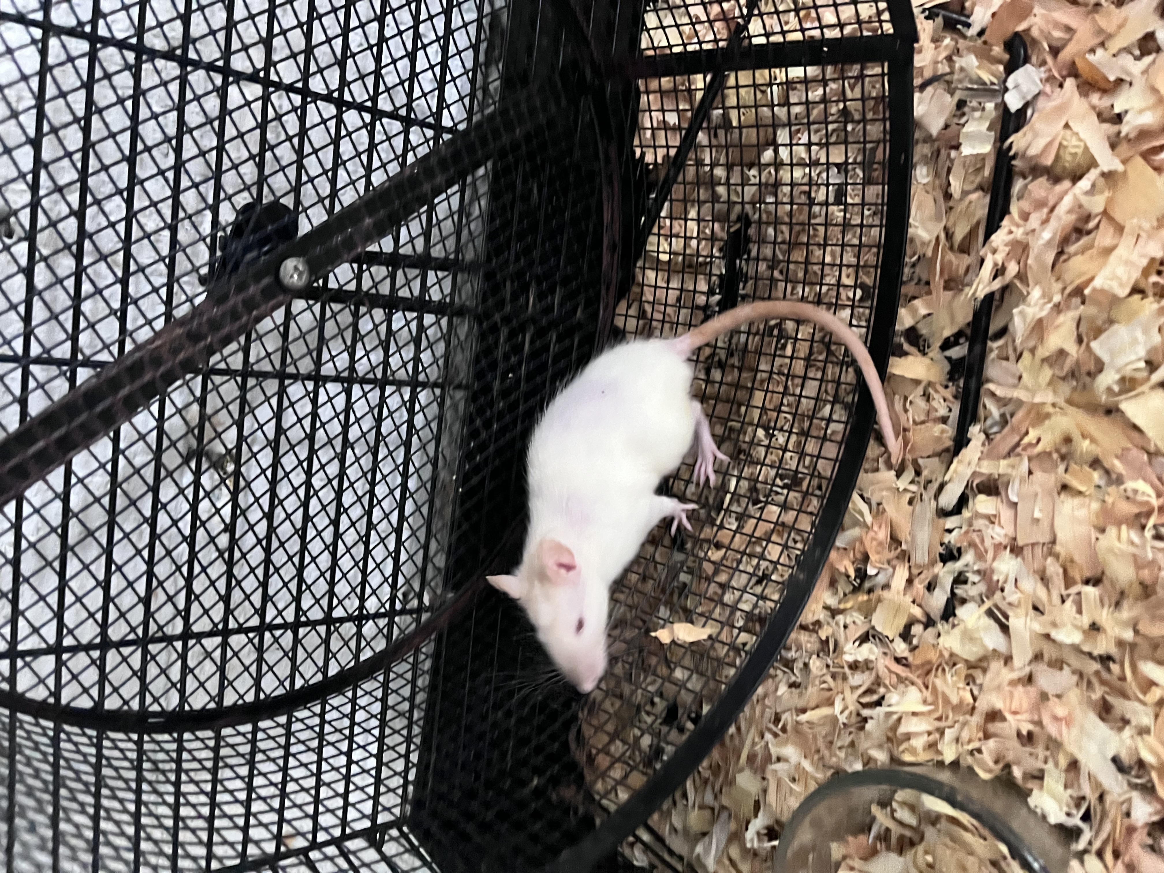 Pinky the Rat