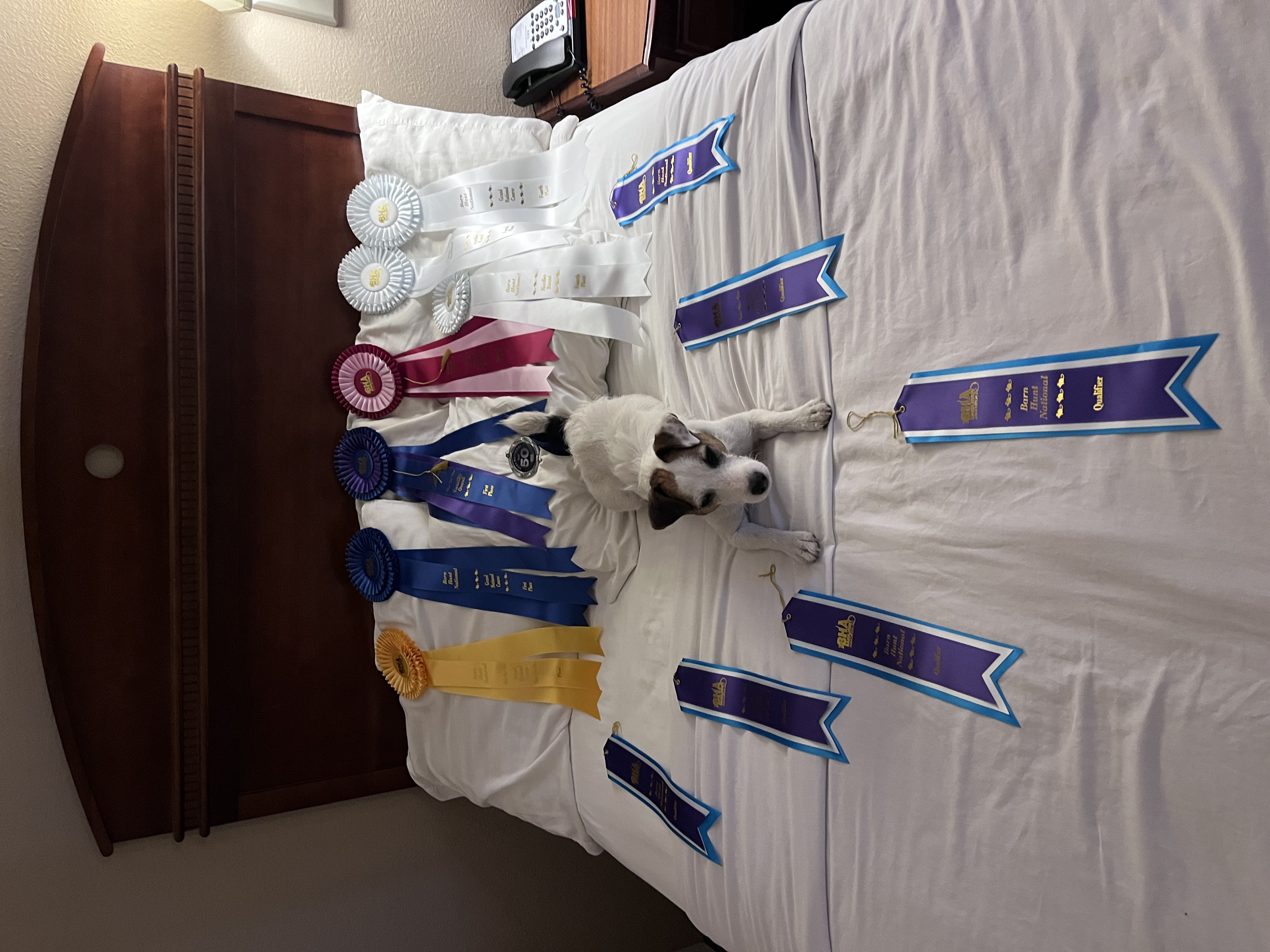 BH Ribbons