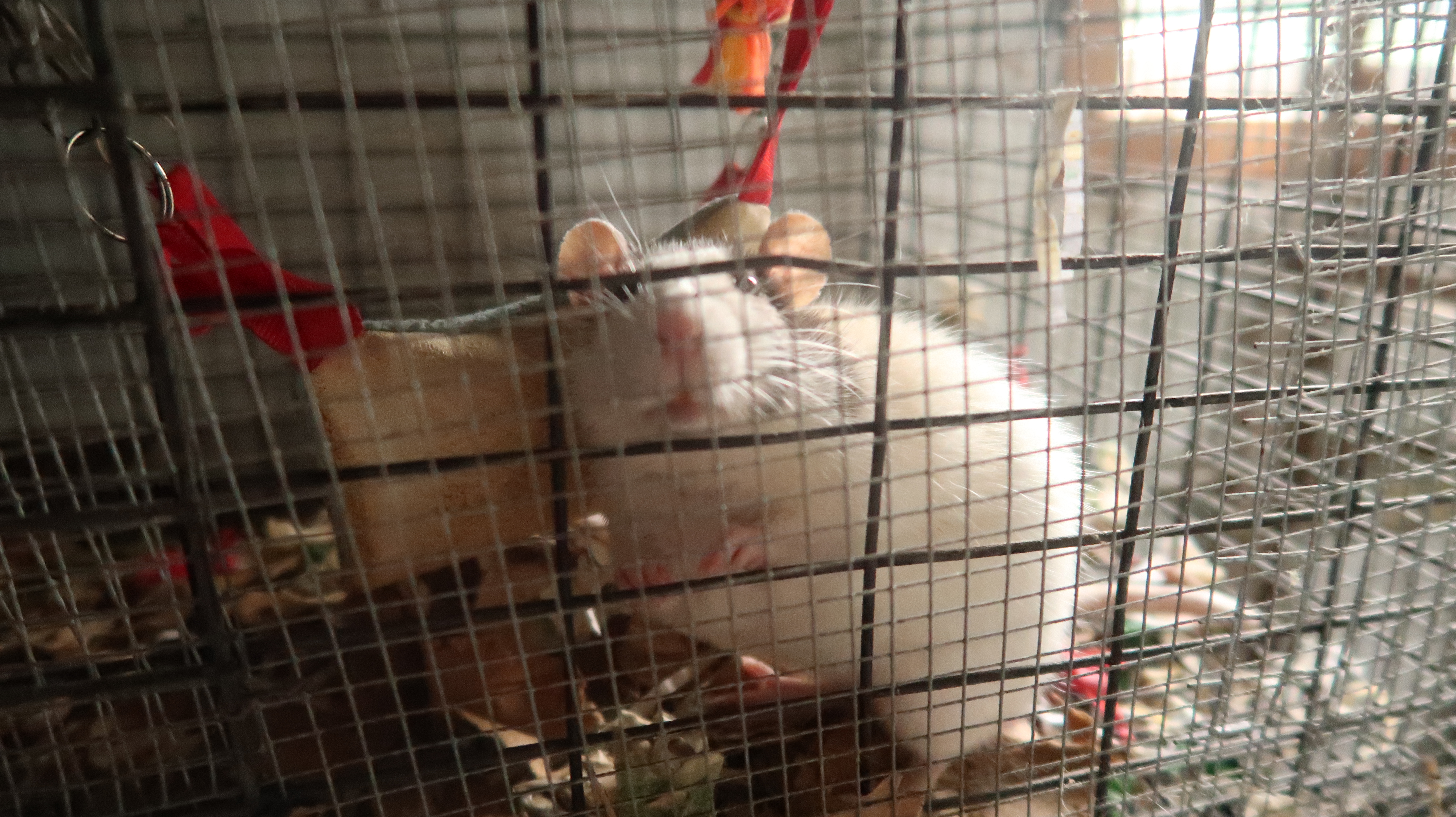 Rat 1