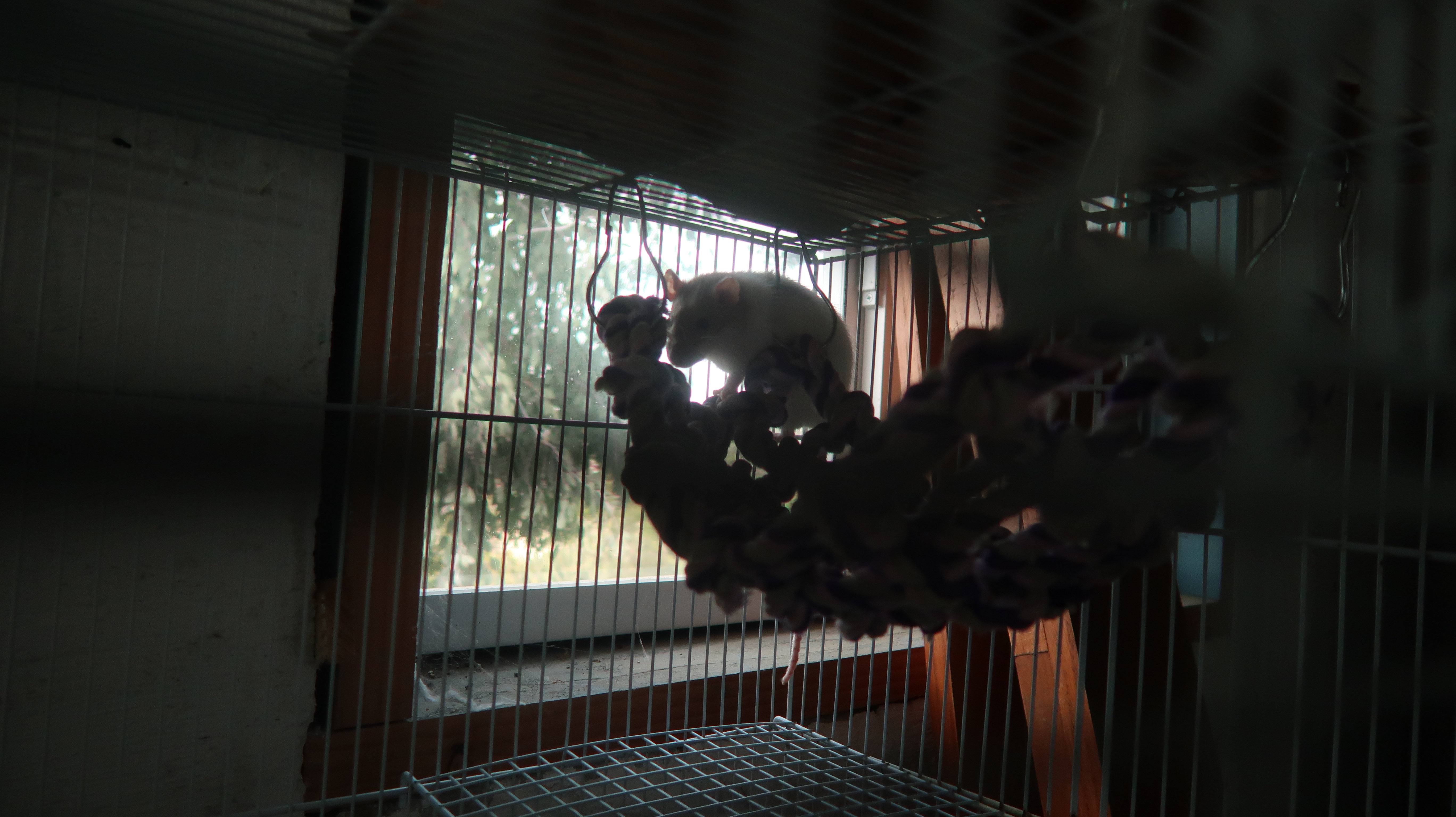 Rat 2