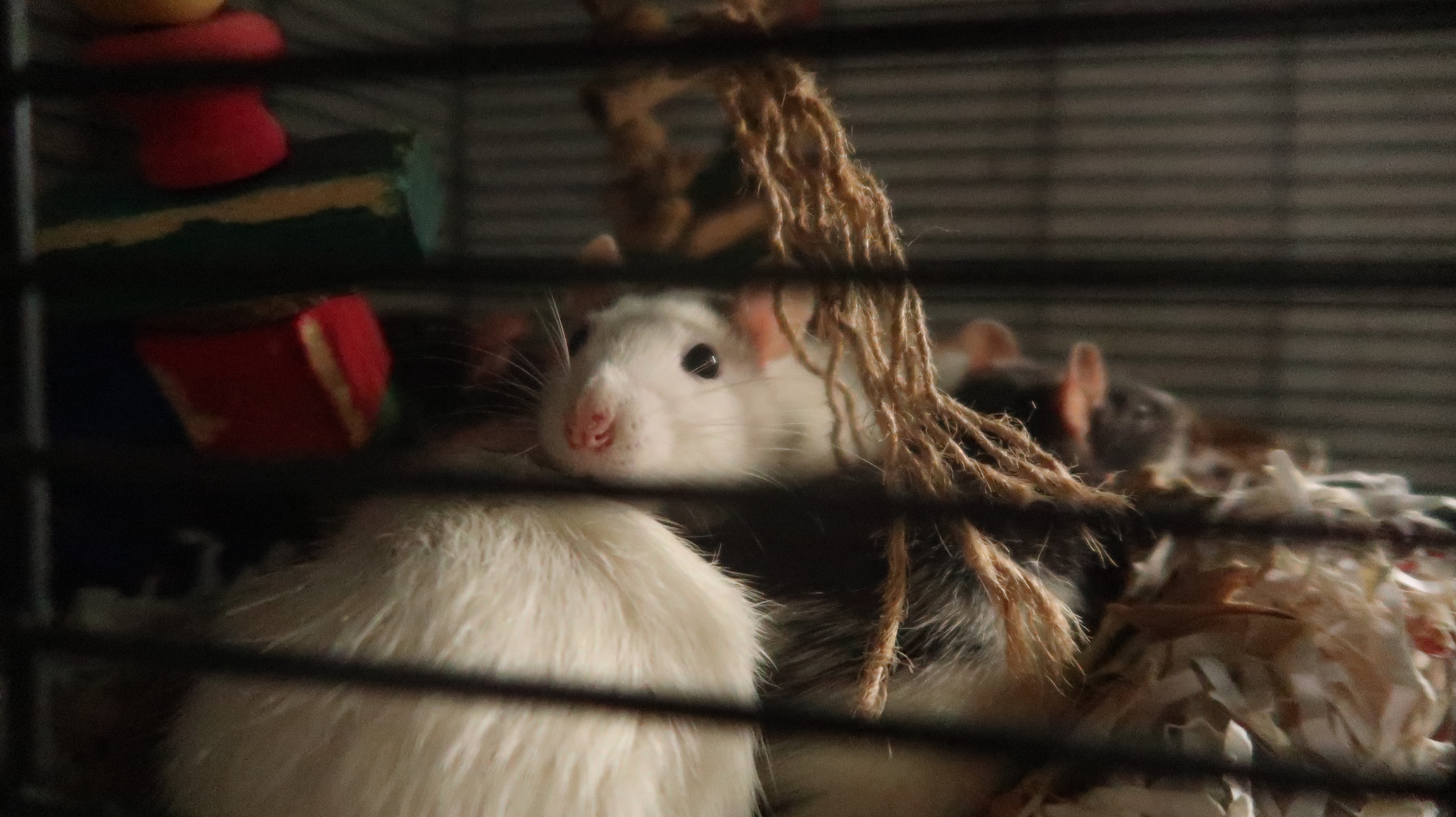 Rat 3